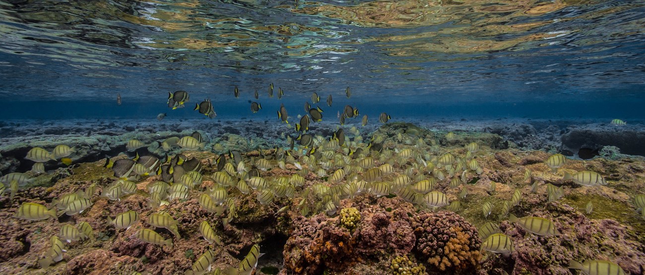 Outdoors: underwater, school of yellow fish with black stripes on coral reef in clear blue water.