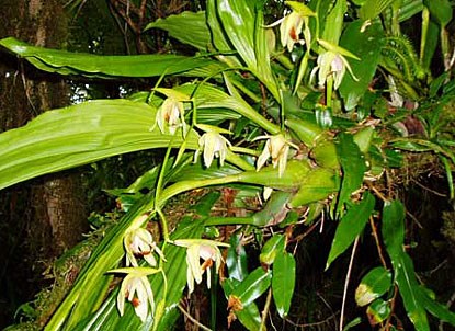 Native orchids are commonplace in the park's montane forest. Native orchids are commonplace in the park's montane forest.