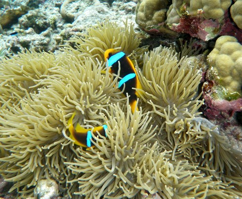 Orange-fin Anemonefish or "Tu'u'u-lumane are usually seen in and around anemone.