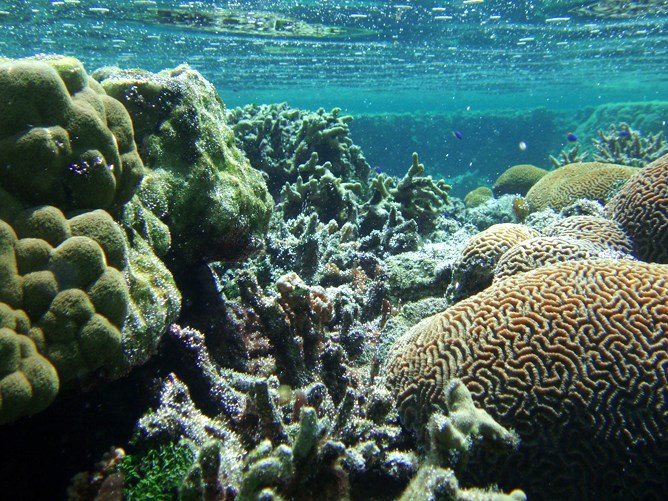 Coral reef Coral reef