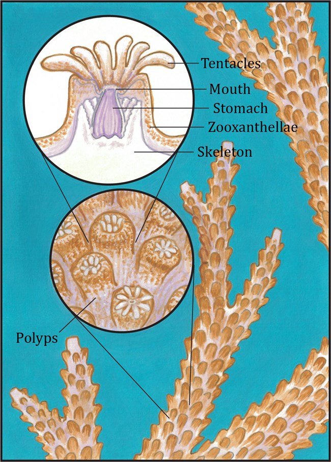 Graphic; close-up of structure of a coral, tan structure on blue background.