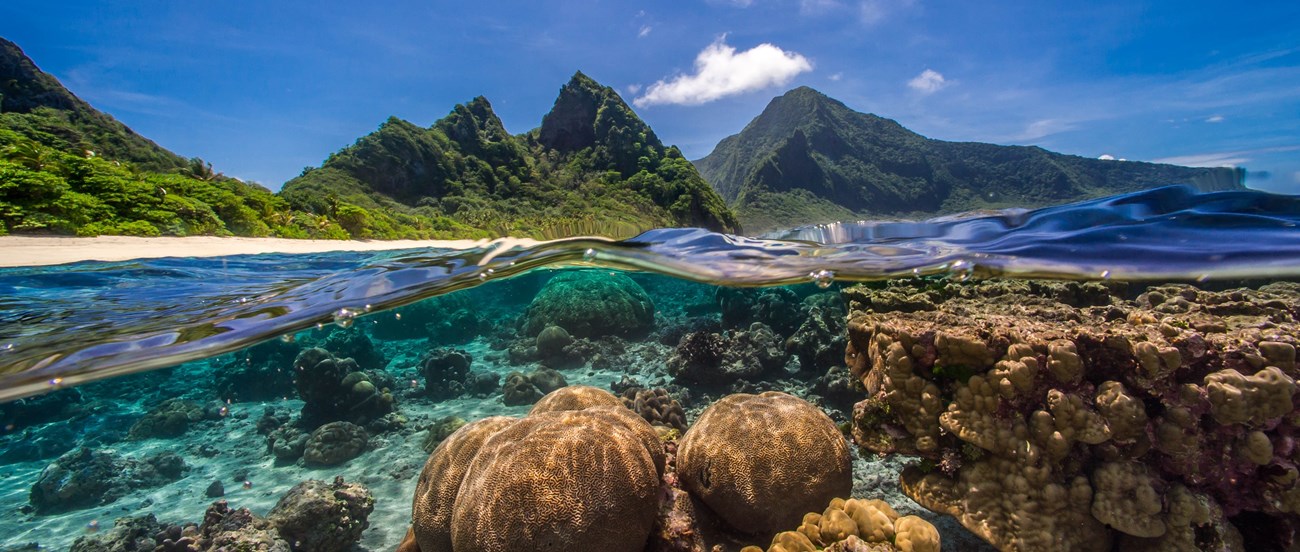 Outdoors; half underwater with corals below water line and half above with green cliffs and beach in background.
