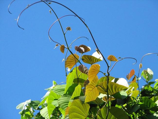 Outdoors; Close up of green and brown leaves on vine lifting in to blue sky.