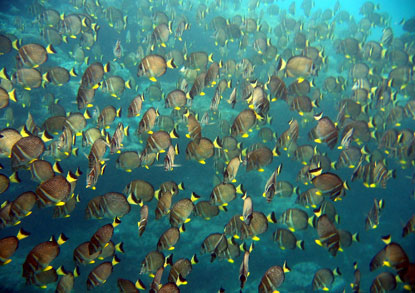 Acanthurus guttatus, maogo, whitespotted surgeonfish.