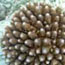 Coral Inventory