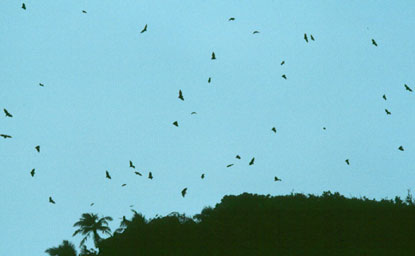 Flying Fox, by the dozens, soar over a Samoan ridgeline.