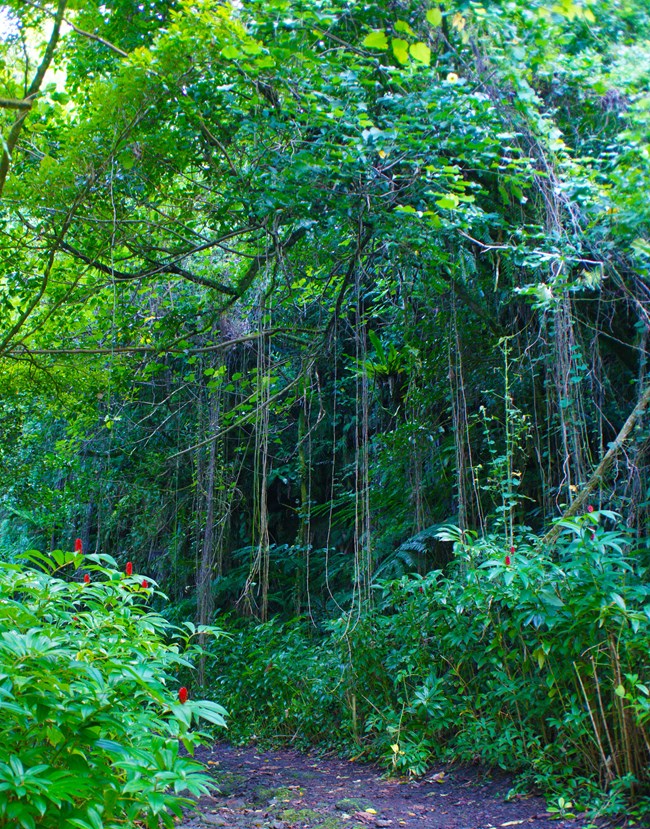 A vibrant tropical rainforest with dense green foliage, hanging vines, and patches of red flowers. A narrow dirt trail winds through the lush vegetation, inviting exploration.