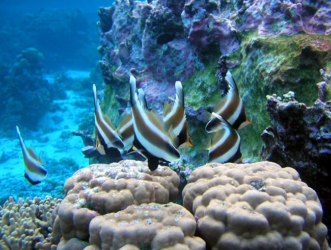 Outdoors; underwater, bright black and white striped fish among corals.