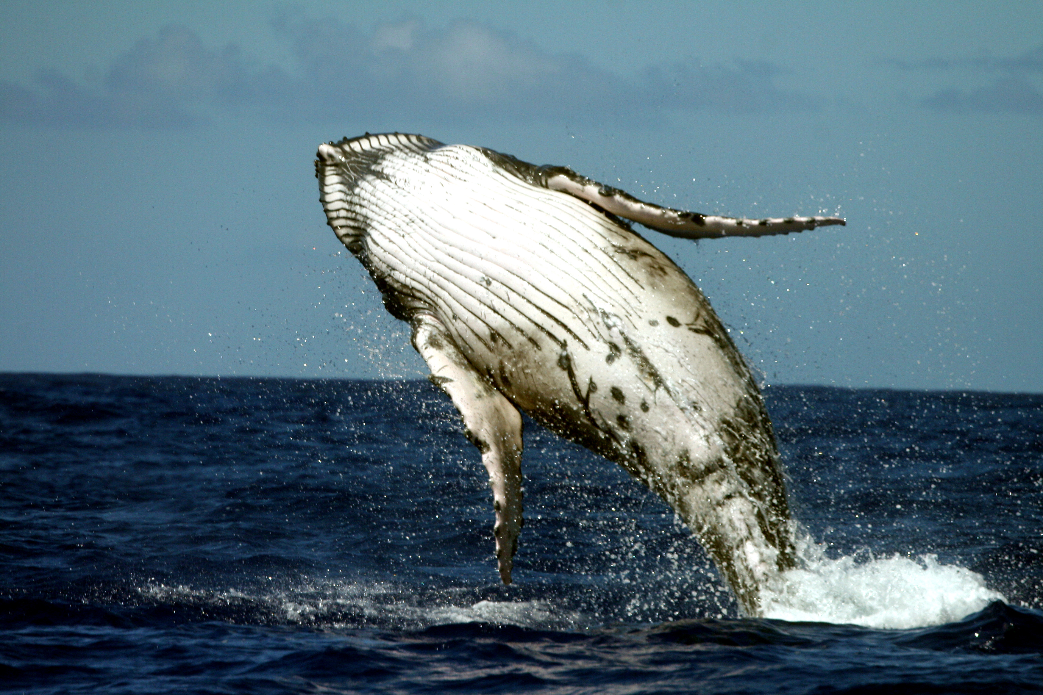 Humpback whales