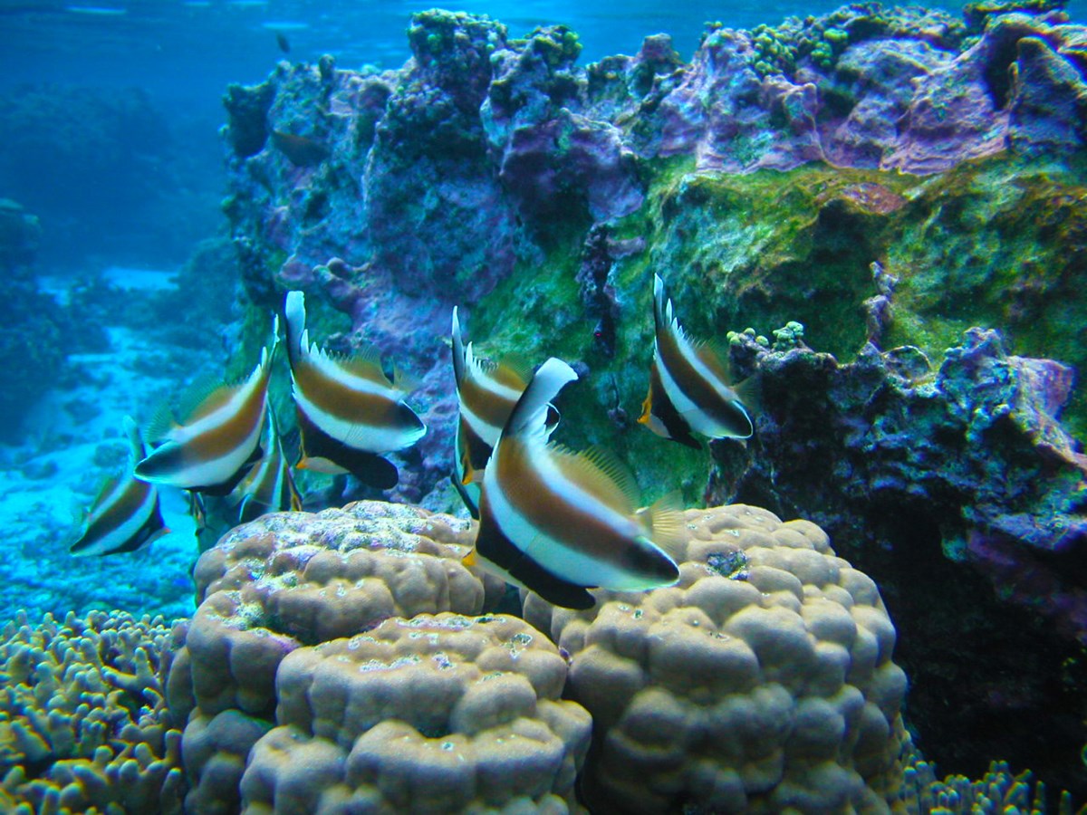 Snorkeling And Diving National Park Of American Samoa U S