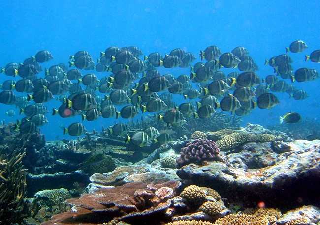 Multiple small fish swimming in sea amongst rocks and plant life.