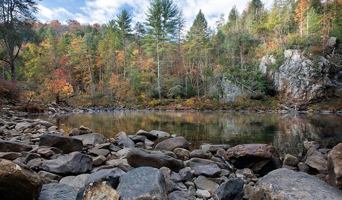 fall foliage