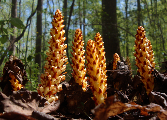 Christen556_Hans_Squawroot_