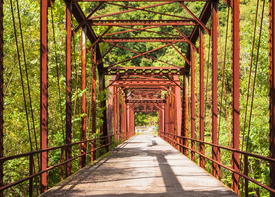 Foster556_Michael_Nemo-Brid