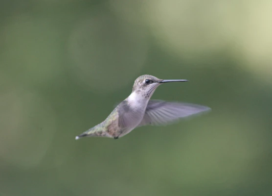 hamby556_ken_ms-honeybird_f