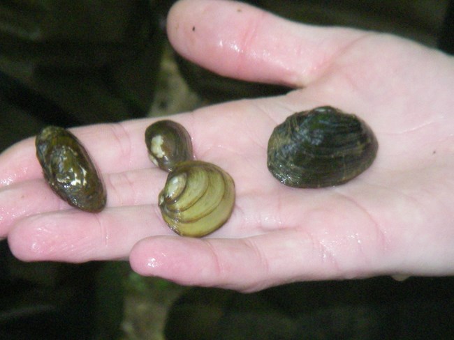 Mussel in the Emory River