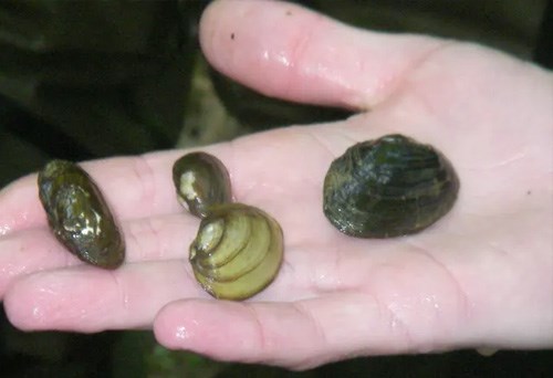 Mussel in the Emory River