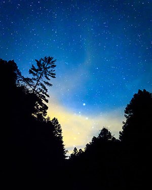 "Silhouettes of Night" "Silhouettes of Night"