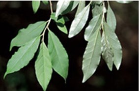 autumn olive leaves
