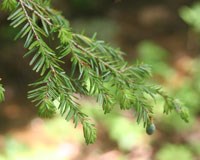 Closeup of needles on a hemlock tree.