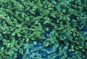 hydrilla plant