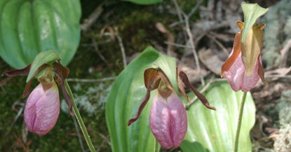 Three pink ladyslipper wildflowers.