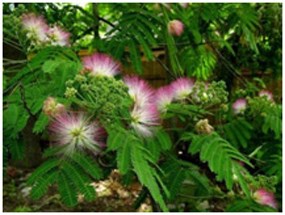 mimosa plant