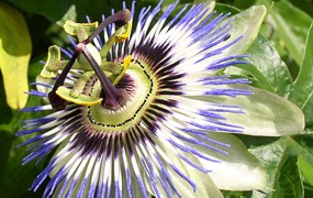 The Passionflower wildflower.