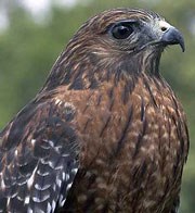 head of a red-shouldered hawk