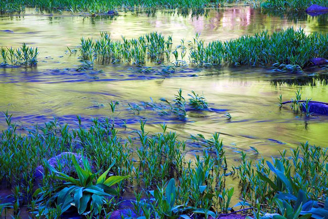 Artistic Category: Aquatic Plants and Reflections by Tom Wood. 2012