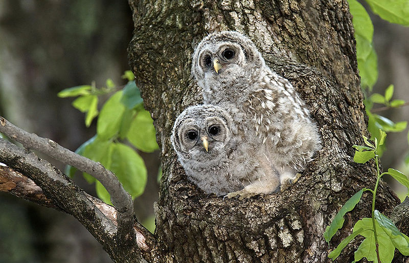 Barred Owl Chick