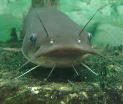 CatfishUSE-Picture