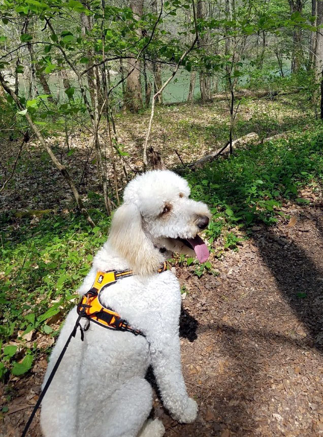 Good dog adhering to rules of BARK Good dog adhering to rules of BARK