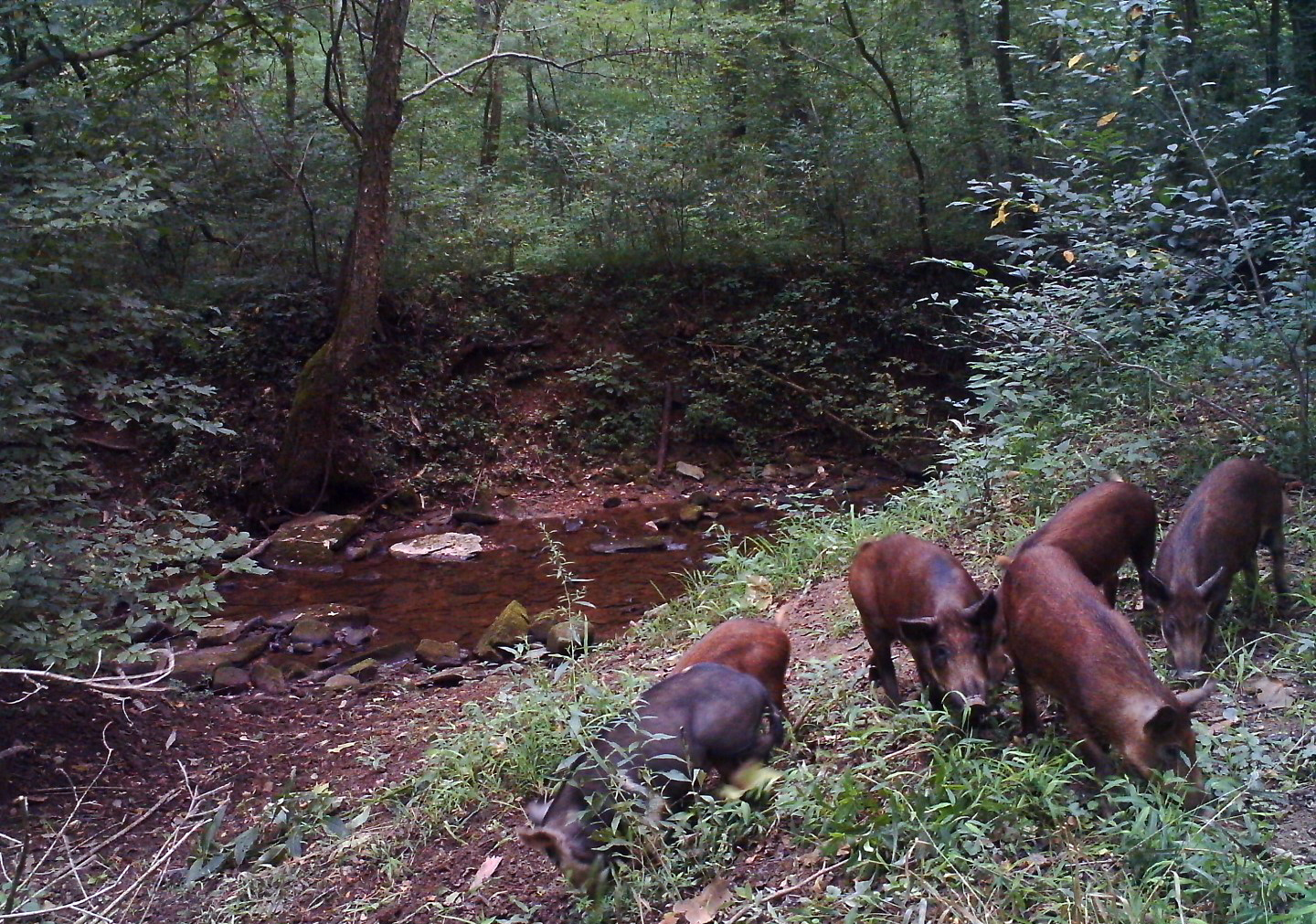 Wild hogs foraging