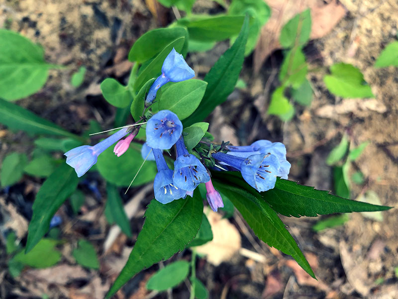 Lisa-Thomas_Blue-Bells_Flora-and-Fauna Lisa-Thomas_Blue-Bells_Flora-and-Fauna