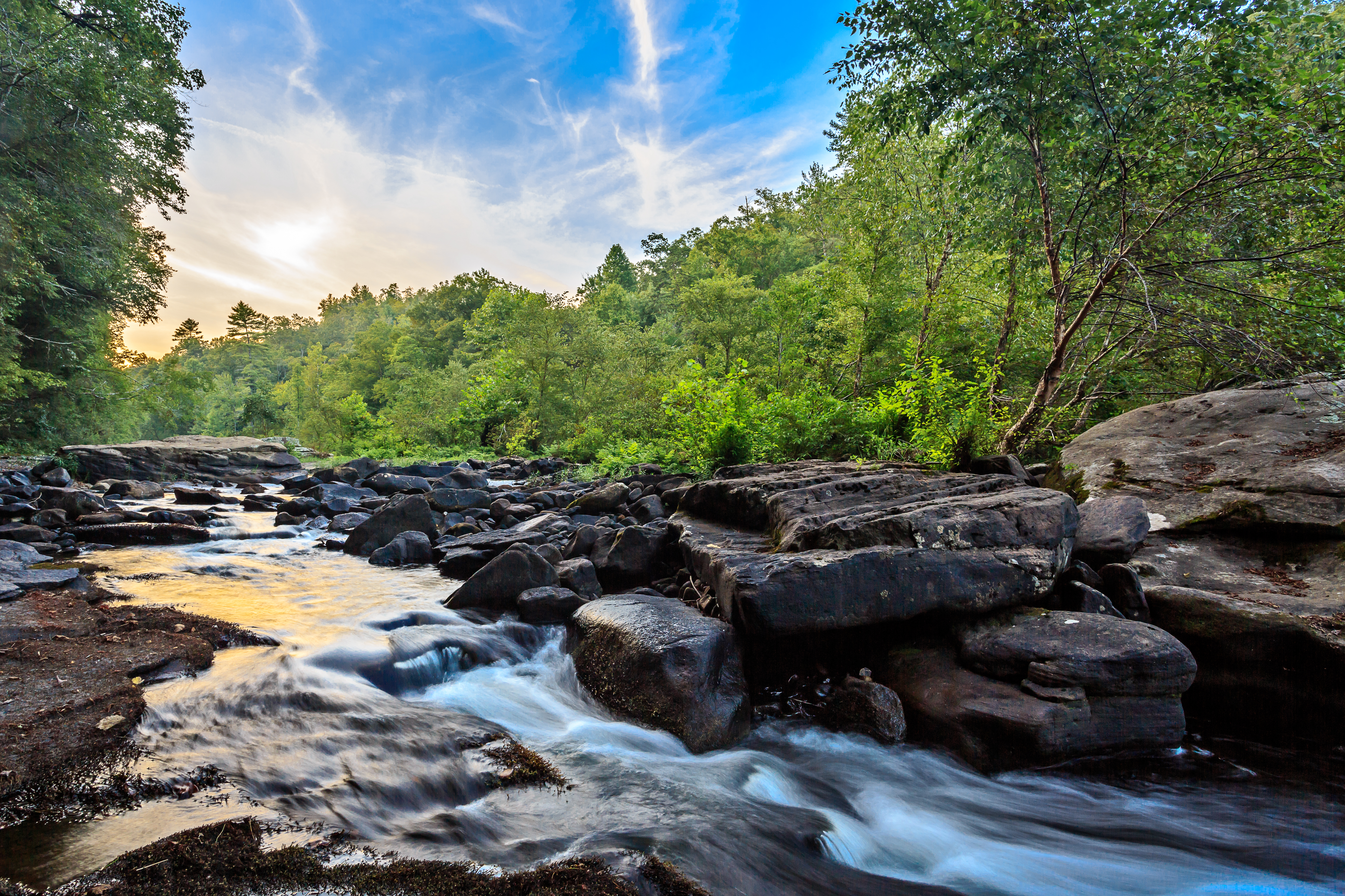 A river surrounded by forest