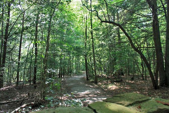 Trees along the Obed's Overlook Trail.
