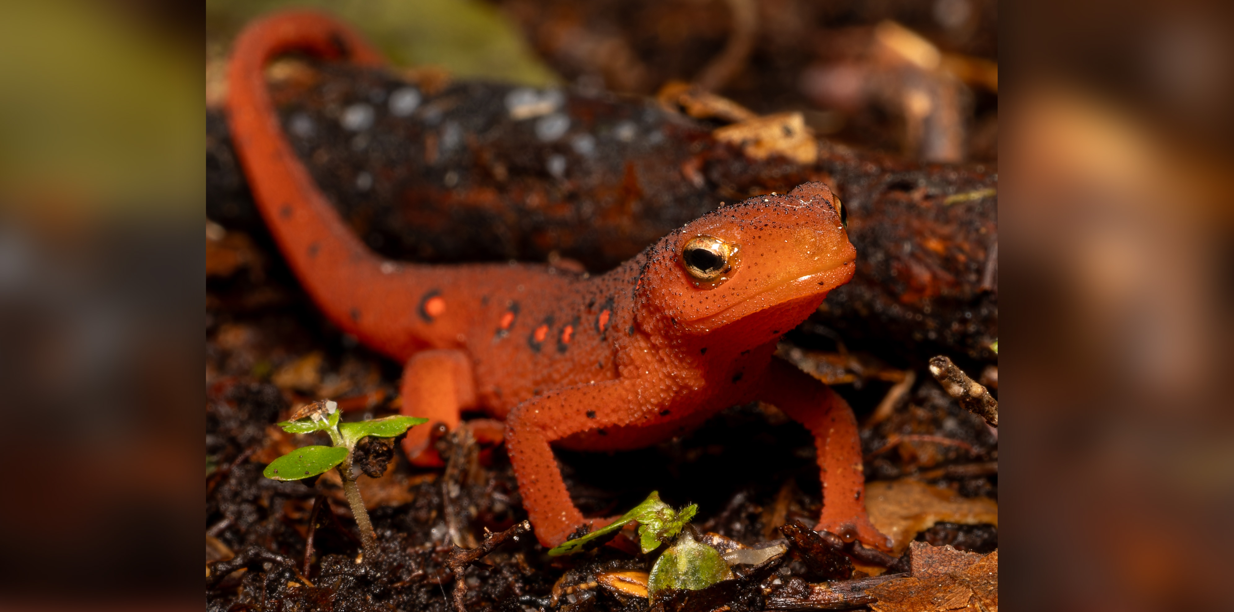 Bright orange Eastern Newt standing in wet ground.