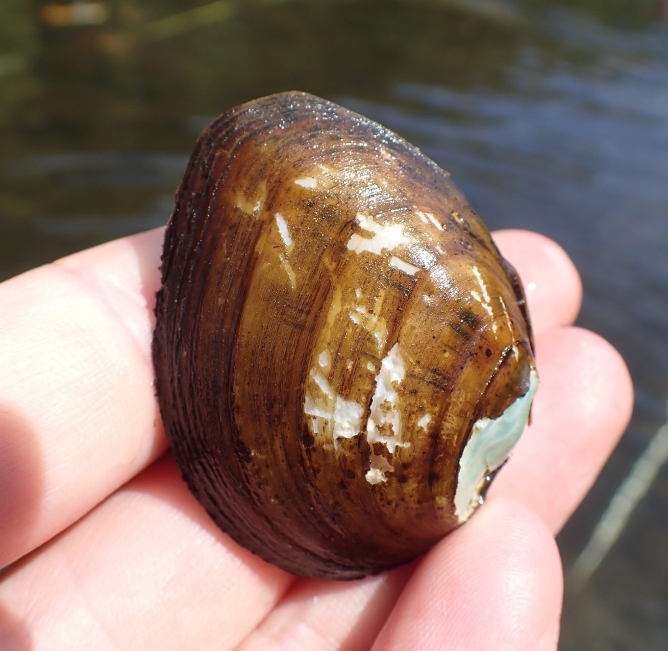 An up-close view of a Slabside Pearly mussel.