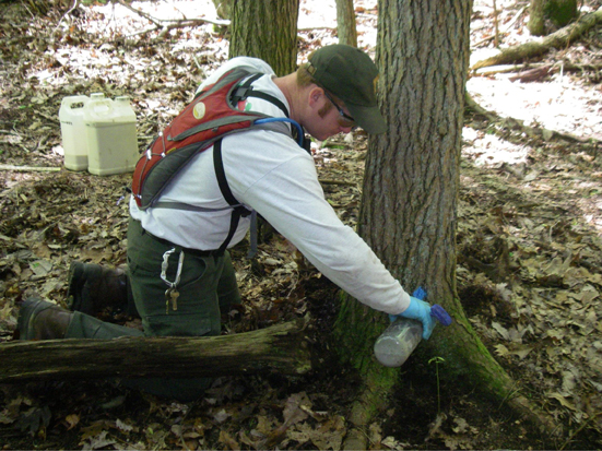 Ranger performs soil drench on tree