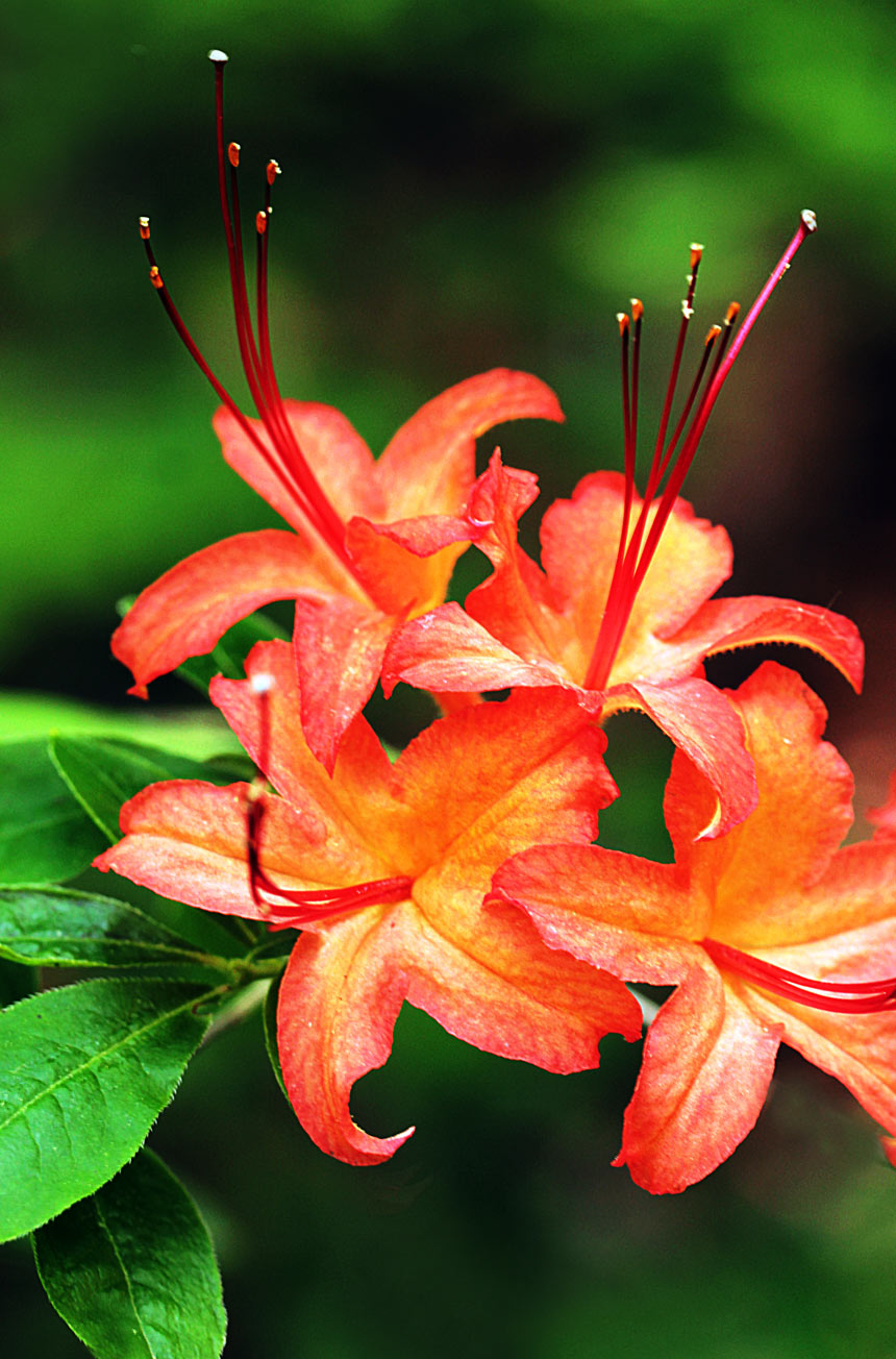 Flame Azalea