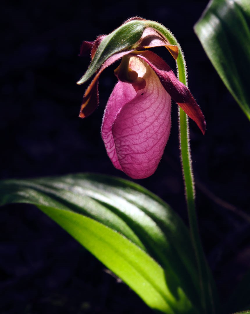Lady's Slipper Lady's Slipper