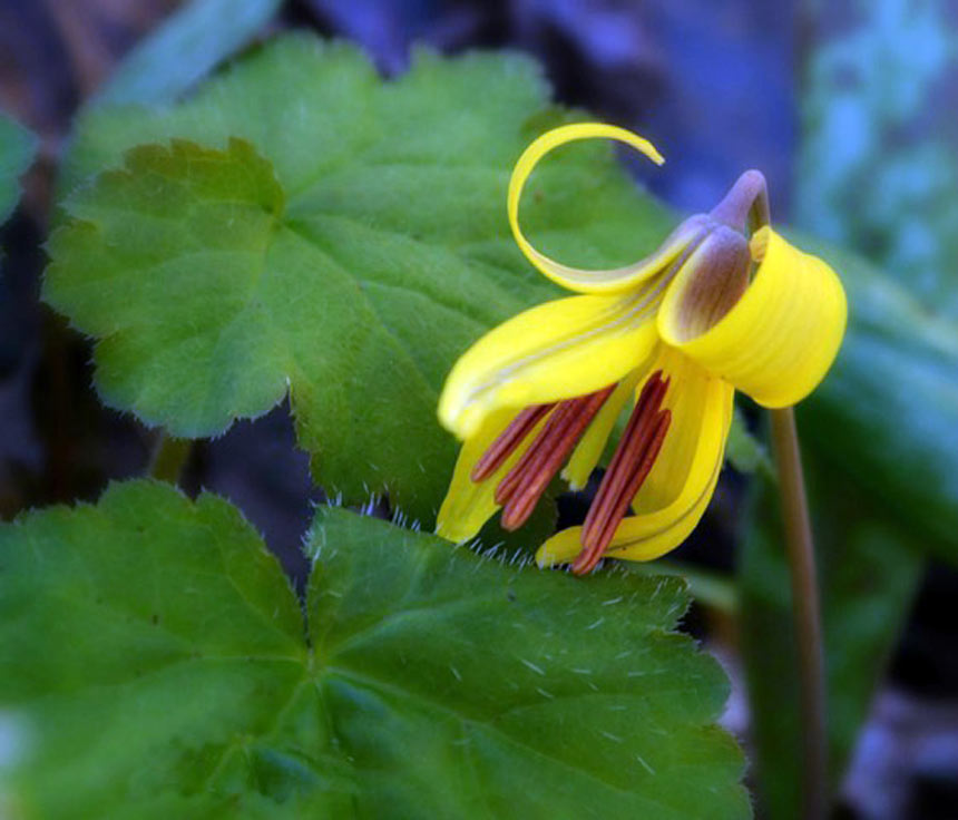 Trout Lilly
