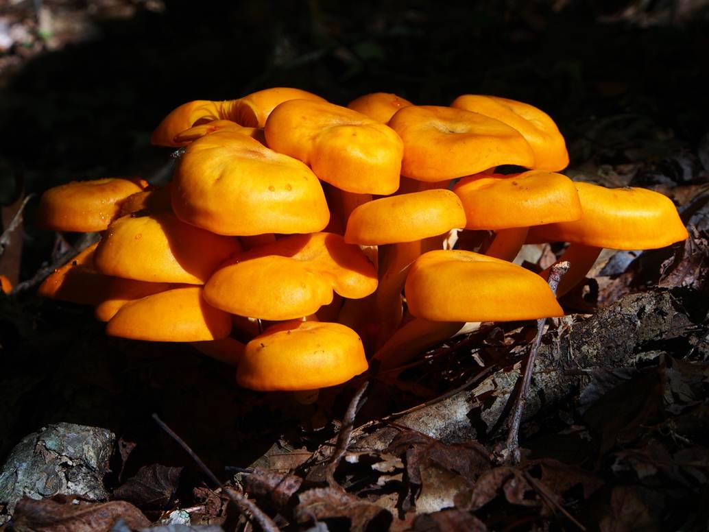 orange mushrooms