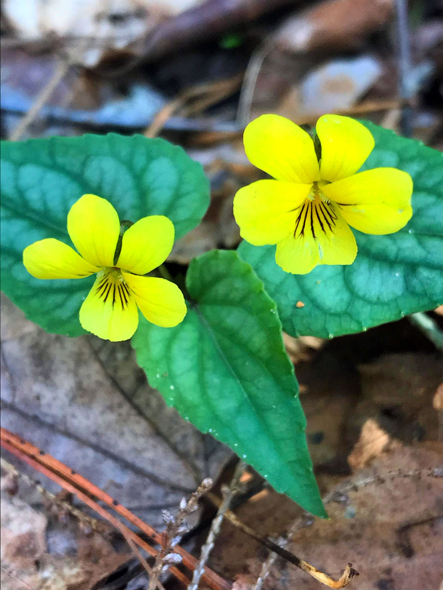 FOR-WEB-Yellow-Twins