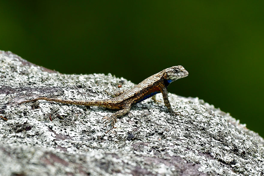 FOR-WEB-merrick_bill_fencelizard_flora&amp;fauna