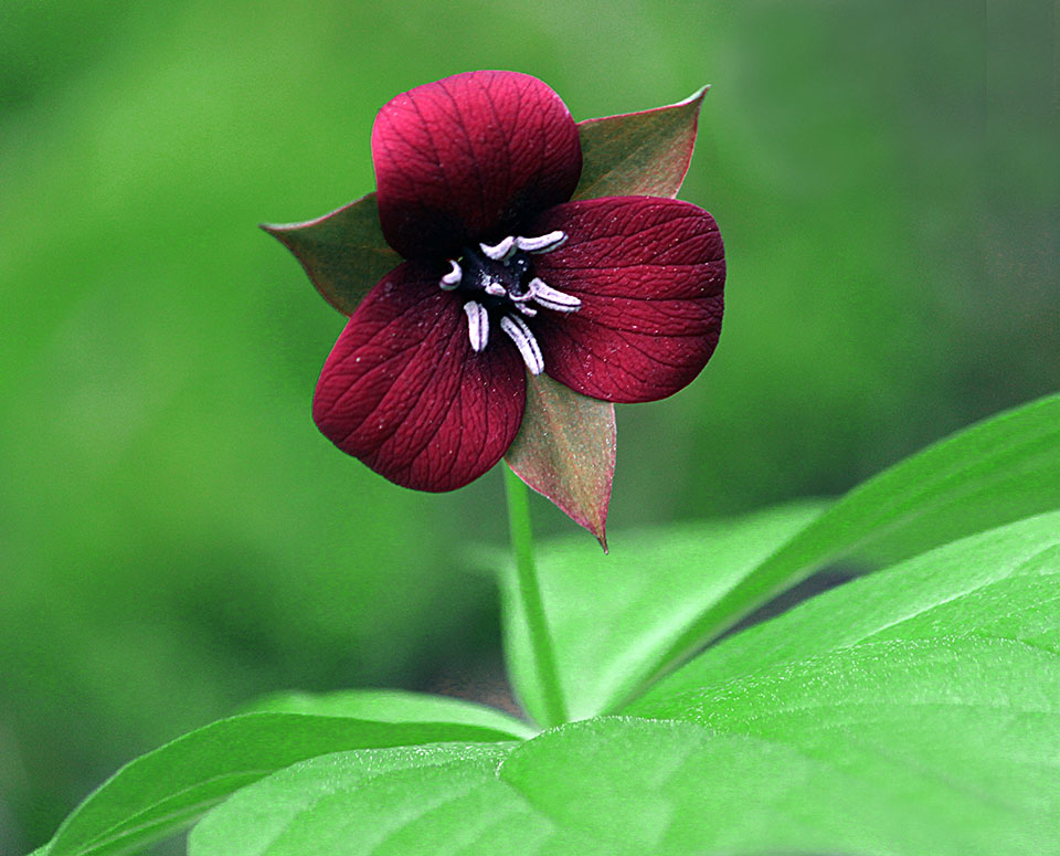 First-Place-FloraFauna,-Red-Trillium,-Peggy-Yaeger