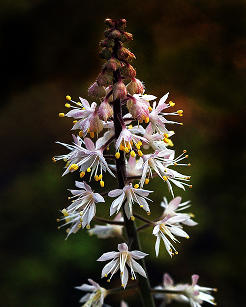 Close-up of a foam flower with its delicate petals and intricate details.