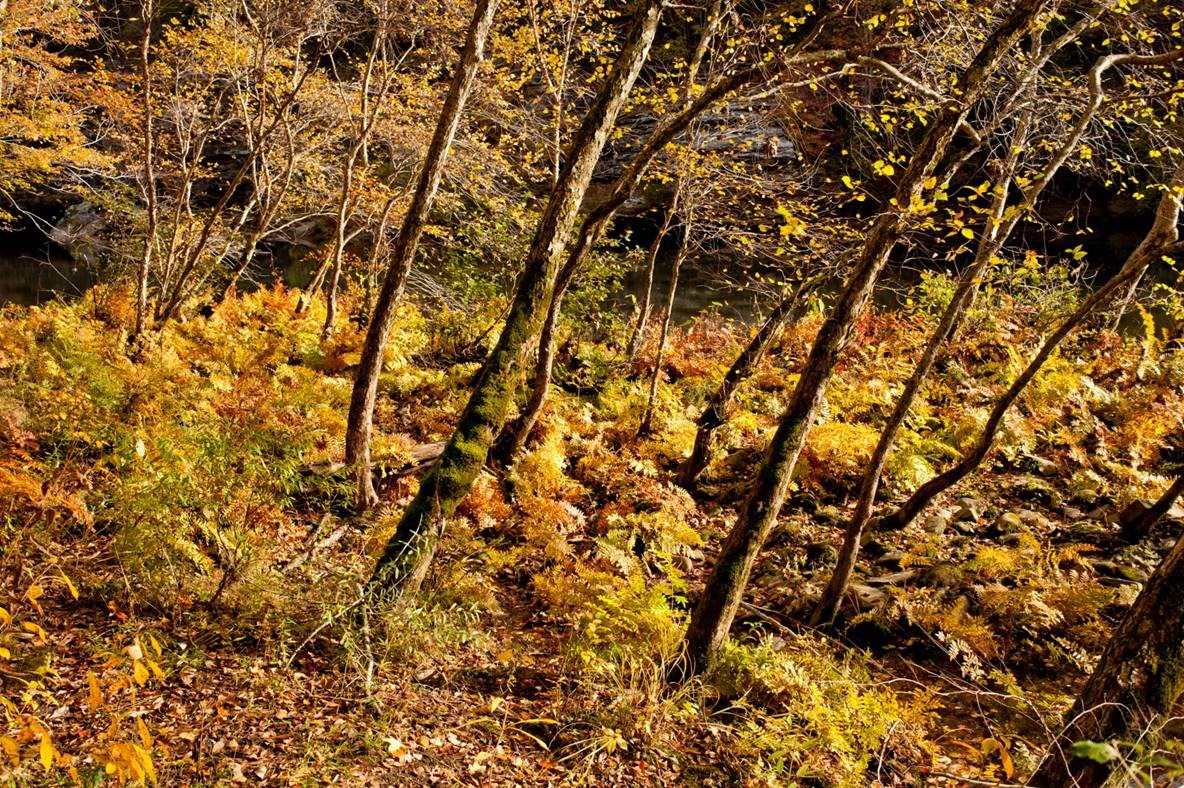 fall colors