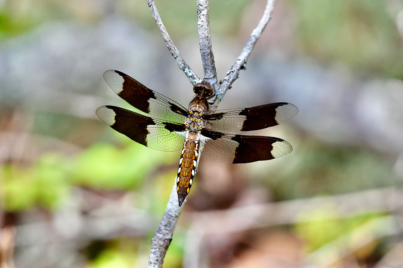 Merrick_Bill_Immature-Whitetail-Dragonfly_Flora&amp;Fauna